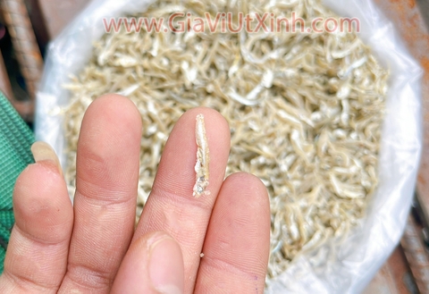 KHÔ CÁ CƠM SỮA BABY (TRẮNG) 1KG – CÁ CON – ĐẶC SẢN PHÚ QUỐC