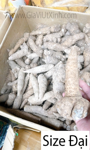 KHOAI GỪNG NẤU CHÈ Ỷ 1KG – CỦ KHOAI GỪNG SIZE TIỂU, TRUNG, ĐẠI – GINGER POTATO