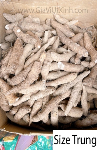 KHOAI GỪNG NẤU CHÈ Ỷ 1KG – CỦ KHOAI GỪNG SIZE TIỂU, TRUNG, ĐẠI – GINGER POTATO
