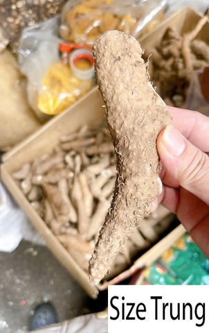 KHOAI GỪNG NẤU CHÈ Ỷ 1KG – CỦ KHOAI GỪNG SIZE TIỂU, TRUNG, ĐẠI – GINGER POTATO