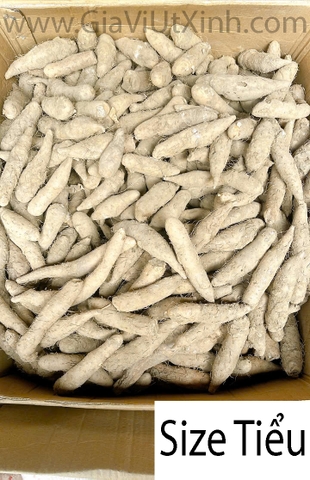 KHOAI GỪNG NẤU CHÈ Ỷ 1KG – CỦ KHOAI GỪNG SIZE TIỂU, TRUNG, ĐẠI – GINGER POTATO