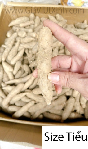 KHOAI GỪNG NẤU CHÈ Ỷ 1KG – CỦ KHOAI GỪNG SIZE TIỂU, TRUNG, ĐẠI – GINGER POTATO