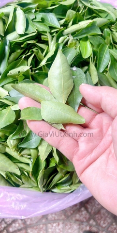 LÁ CÀ RI TƯƠI (ĐÃ LOẠI CÀNH) 1KG – FRESH CURRY LEAVES
