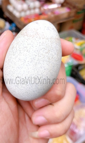 TRỨNG VỊT BẮC THẢO HONG KONG 10 TRỨNG - CENTURY EGG