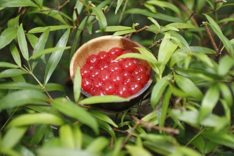 TRÂN CHÂU TỪ DƯA HẤU