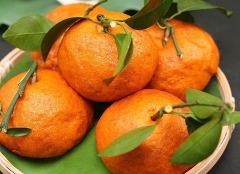 BÁNH BAO HÌNH TRÁI CAM MẸ CON (TỪ BÍ ĐỎ)