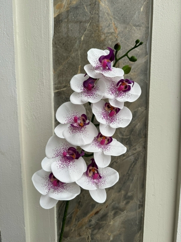 HOA LAN KHẤM THÂN ĐỐM