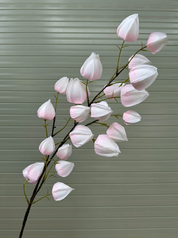 HOA BỒM BỘP - LỒNG ĐÈN