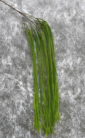 RỦ SI MƯỢT