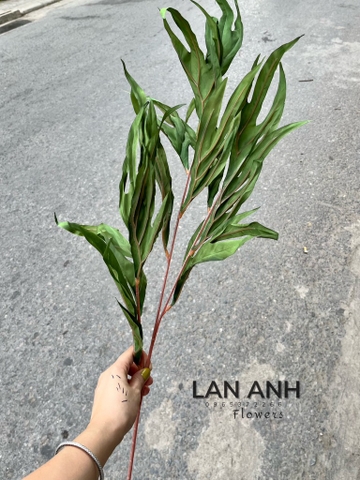 LÁ SỪNG RỒNG