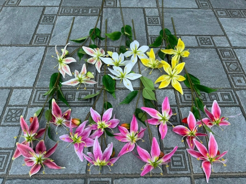 HOA LY BƯỚM 3B