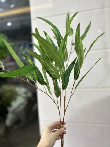 LÁ TRÀM - BẠCH ĐẰNG