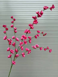HOA ANH ĐÀO NỤ