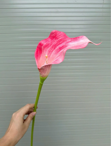 TONE HỒNG SEN