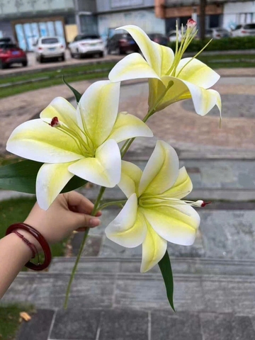 LY NHỰA 3B TQ