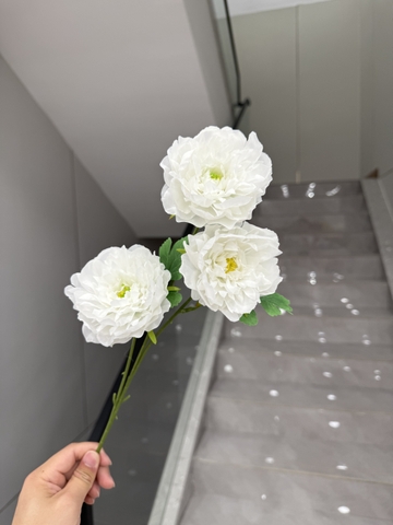 HOA MẪU ĐƠN PHÁP 3B BÉ