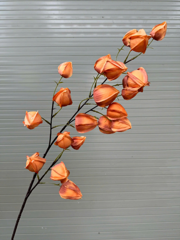 HOA BỒM BỘP - LỒNG ĐÈN