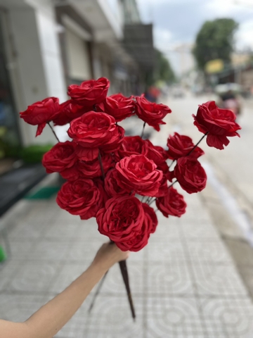 HOA HỒNG SAHA