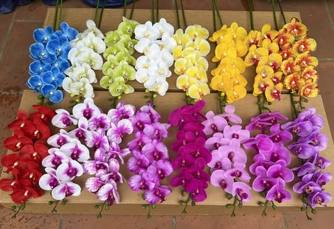 HOA LAN KHẤM THÂN ĐỐM