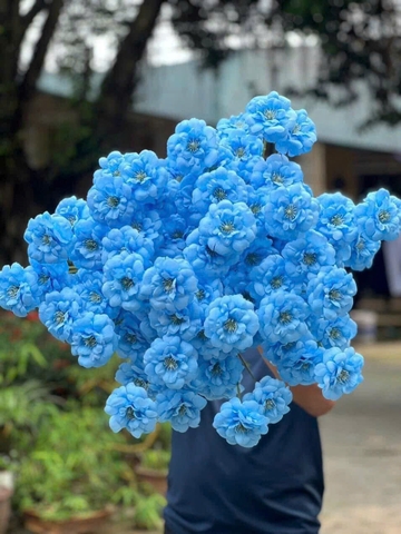 TRÀ NGỌC 3B