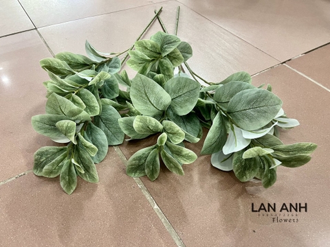 LÁ CHANH BẠC