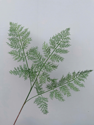 LÁ DƯƠNG SỈ