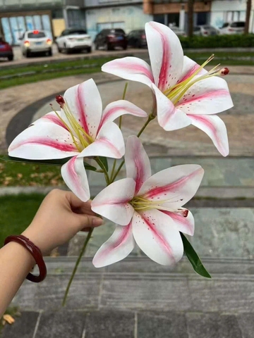 LY NHỰA 3B TQ