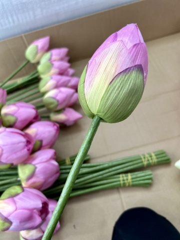 NẦM - NỤ HOA SEN
