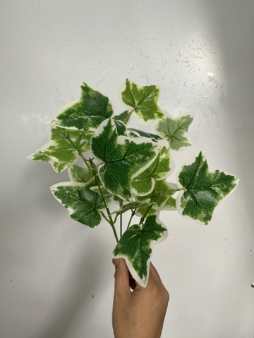 CỤM LÁ BÉ