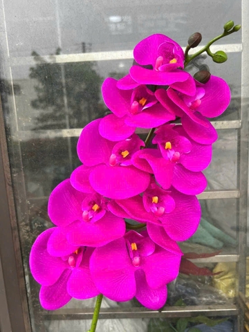 LAN THÂN ĐỐM TÍM
