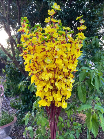 HOA ANH ĐÀO NHẬT