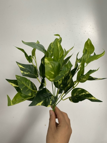 CỤM LÁ BÉ