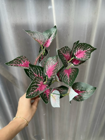 CỤM LÁ BÉ