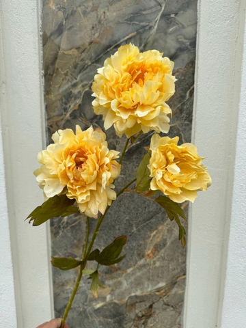 TONE VÀNG