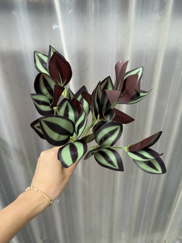CỤM LÁ BÉ