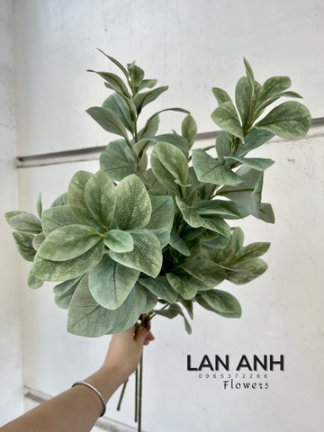 LÁ CHANH BẠC