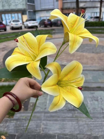 LY NHỰA 3B TQ