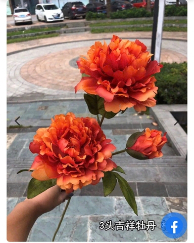 HOA HẢI ĐƯỜNG 2B 1N