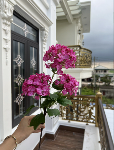 TONE HỒNG SEN
