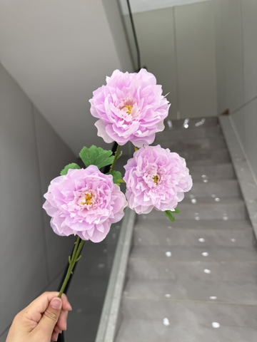 HOA MẪU ĐƠN PHÁP 3B BÉ