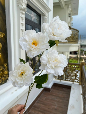 HOA HẢI QUỲ