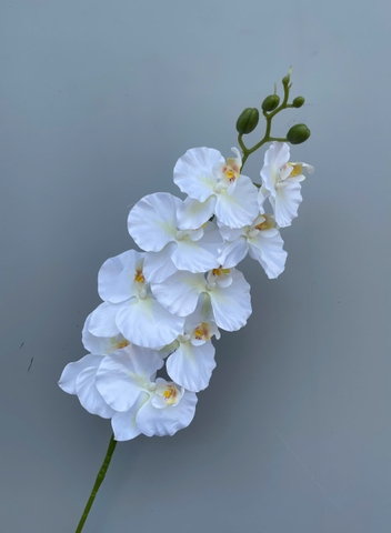 HOA LAN XOAN NGỌC TRAI VẢI