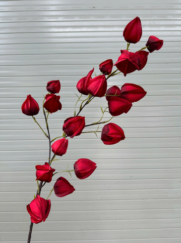 HOA BỒM BỘP - LỒNG ĐÈN