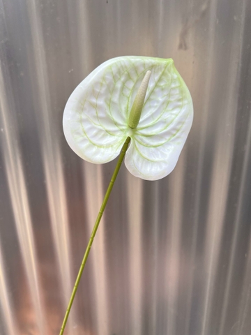 HOA MÔN THƯỜNG BÉ