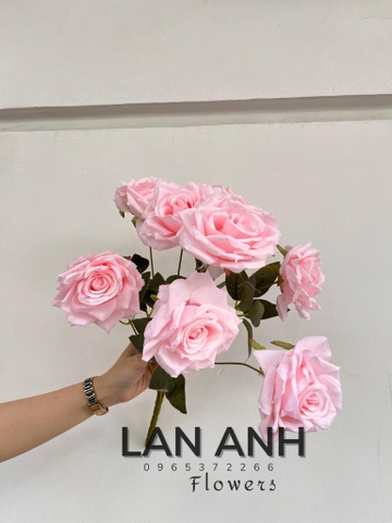 TONE HỒNG NHẠT