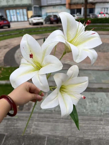LY NHỰA 3B TQ