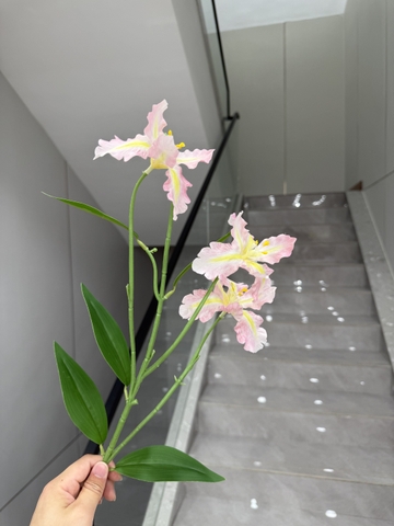 HOA MỐNG MẮT