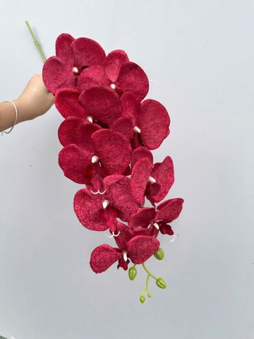 HOA LAN GẤM