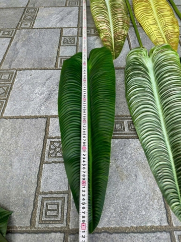LÁ DONG LỚN DÀI