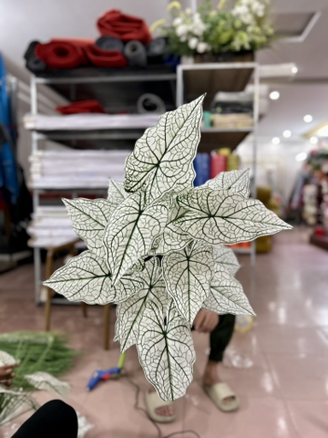 LÁ KHOAI 18 NHÁNH